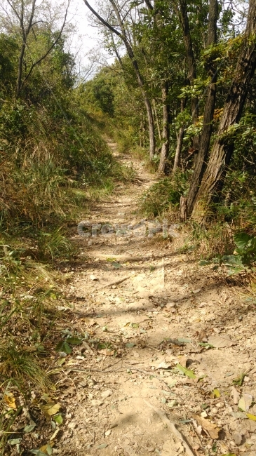 등산,산길,오솔길,나무,숲길,자연,풍경,nature,landscape,ground,바닥,path,통로