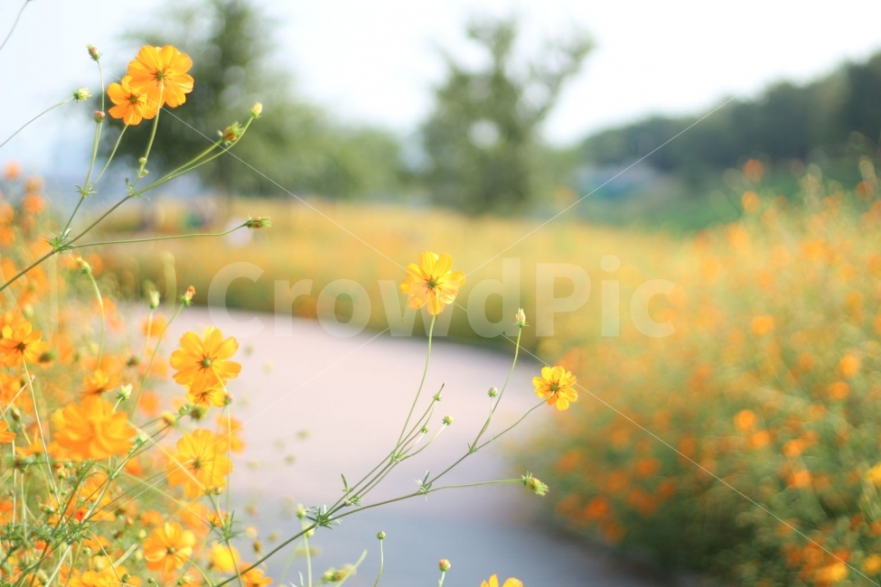 꽃,가을,황화코스모스,노란꽃,광명햇살광장,가을꽃,가을,계절,fall,autumn,season,식물,자연,plants,nature,꽃,flower,감성,sensible,feeling,plant