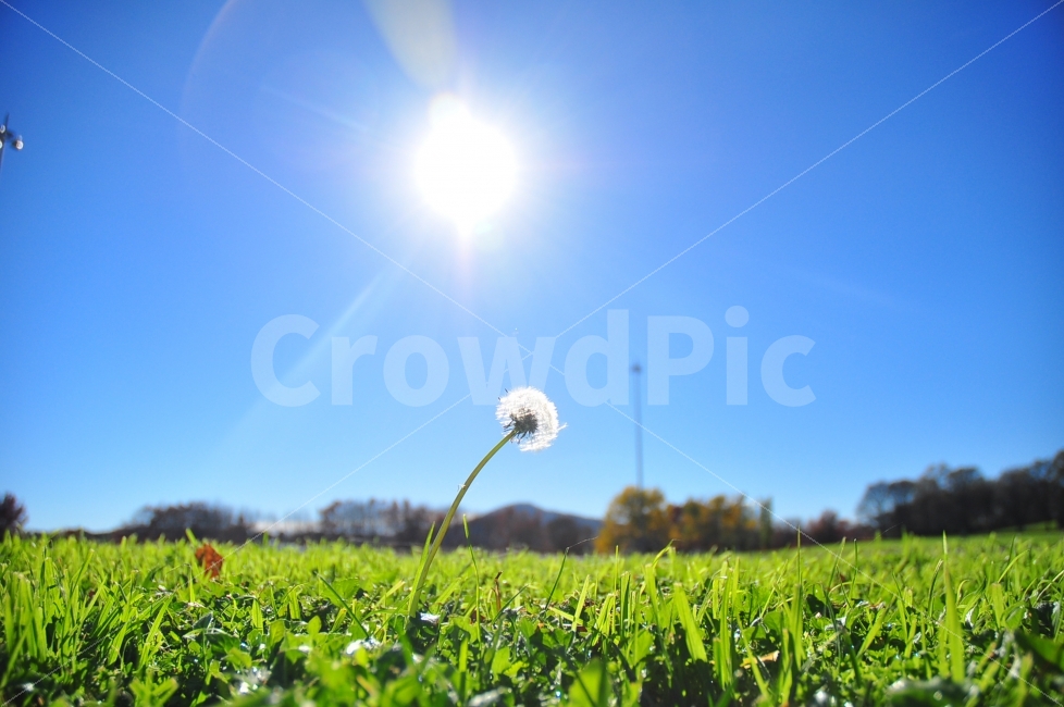 호주,캔버라,공원,민들레씨,태양,수도,도시,잔디,잔디밭,민들레,자연,australia,canberra,capital,capitalcity,dandelion,dandelionseed,seed,sun,grass,grassland,nature,sunlight,sunshine,자연,풍경,nature,landscape,식물,plants,outdoors,옥외,목초지,field,들