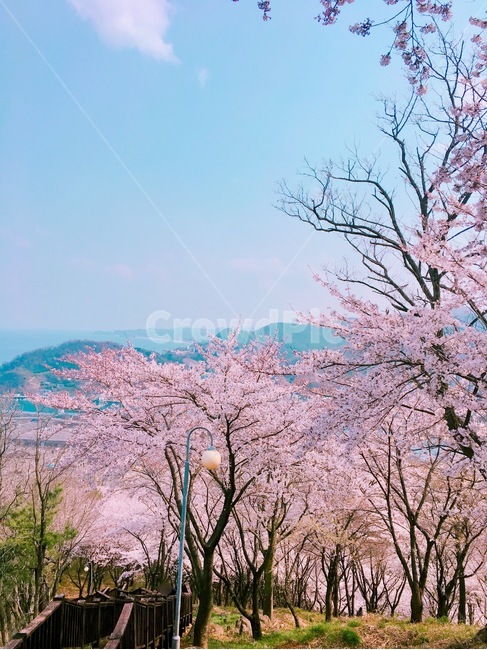 봄,벚꽃,풍경,자연,하늘,봄,계절,spring,season,plant,식물,flower,꽃,blossom