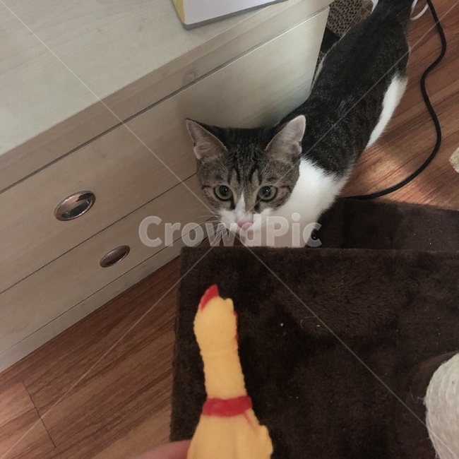 고양이,냥이,야옹이,동물,고등어태비,코리안숏헤어,코숏,아기고양이,동물,animal,고양이,cat,kitten,kitty