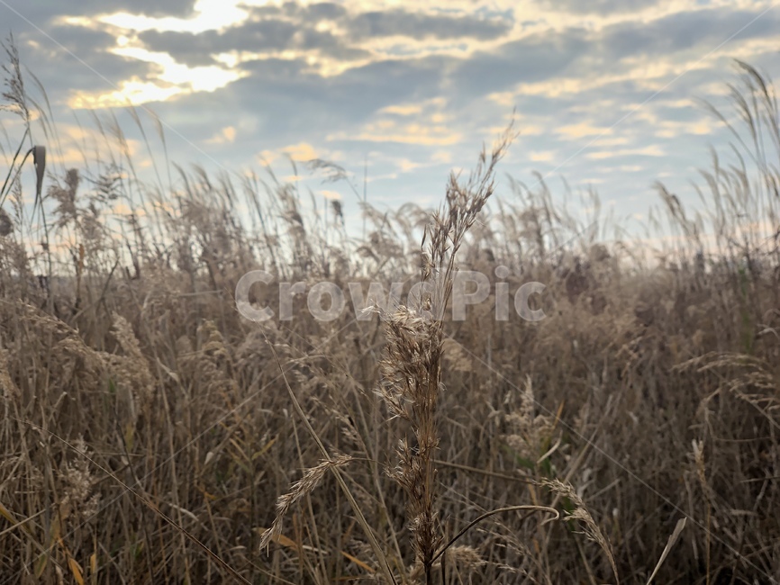 grass,잔디,plant,식물,갈대,가을,하늘,가을하늘,sky,autumn
