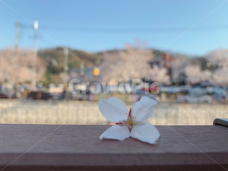 벚꽃,봄,cherryblossom,벚꽃한송이,꽃한송이,감성