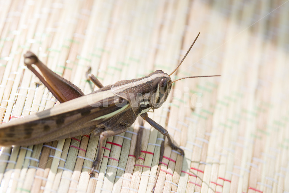 메뚜기,여치,가을,더듬이,돚자리,곤충,벌레,insect,bug