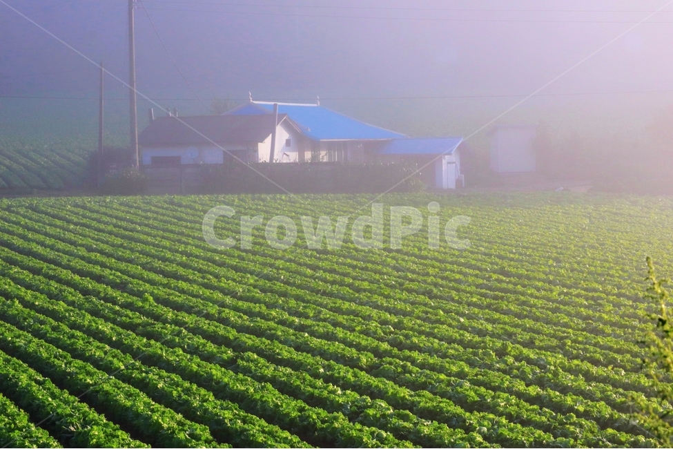 새벽,안개,배추밭,빛,여름,자연,풍경,nature,landscape,시골,마을,country,rural,town,field,들