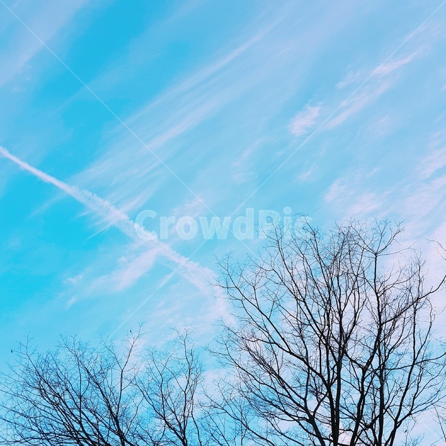 비행운,나무,구름,하늘,나뭇가지,자연,풍경,nature,landscape,outdoors,옥외,azure sky,푸른 하늘,sky