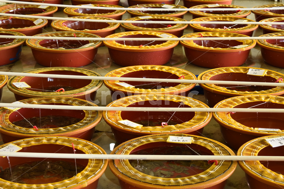낙지,어판장,위판장,경매,바구니,시장,마트,마켓,market,mart,market place,산업,industry,industrial,어업,fishery,fishing industry