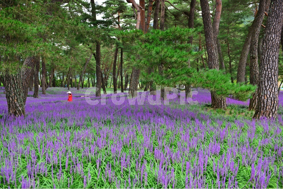 plant,식물,blossom,flower,꽃,garden,정원,outdoors,옥외,맥문동,맥문동꽃,맥문동솔숲,소나무,솔숲,경북,상주,상주솔숲맥문동,솔숲맥문동,자연,풍경,nature,landscape