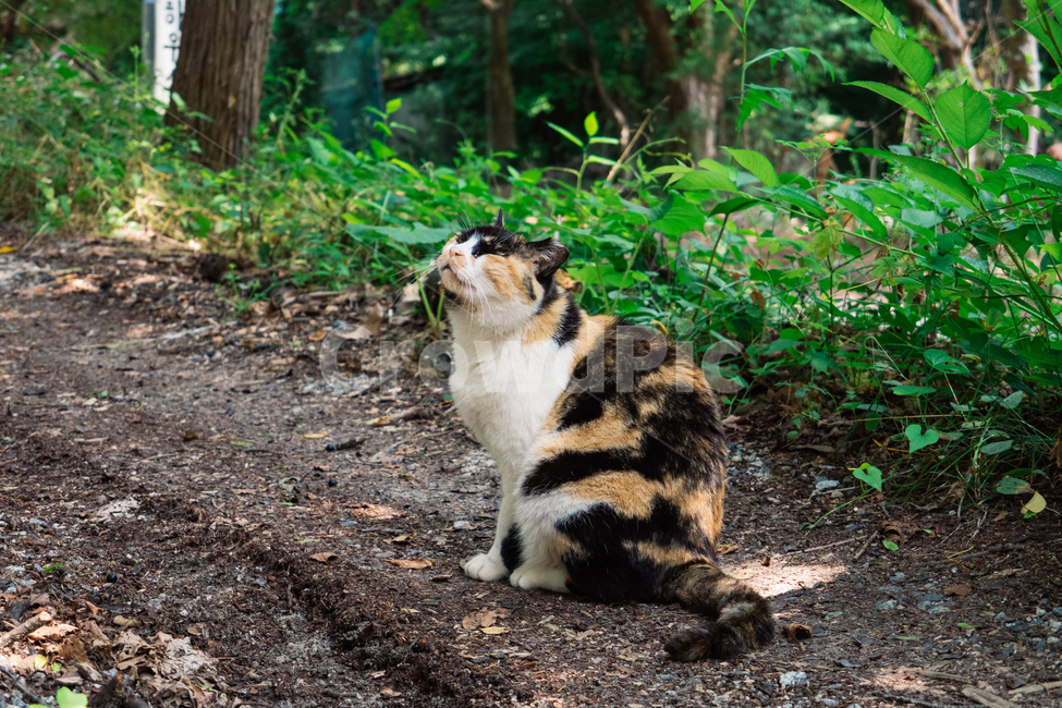 고양이,캣,냥냥이,길고양이,삼색이,치즈냥,냥,cat,동물,동물,animal,포유류,mammal,고양이,cat,kitten,kitty