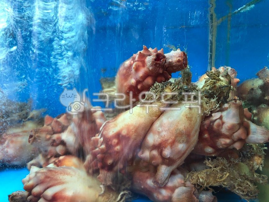 수족관,물,멍게,산소공급,싱싱,해산물,살아있는,신선한,즉석,요리,음식,식품,생물,수산물,식재료,횟감,어류,식용,바다생물,해양생물,돌기,동물,해물,횟집,aquarium,water,seasquirt,oxygensupply,crispy,alive,fresh,instant,cooking,food,creature,aquaticproducts,ingredients,sashimi,fish,edible,seacreatures,marinelife,protrusions,animals,seafood,sashimirestaurant