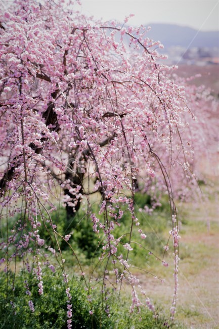 봄,꽃,매화꽃,자연,식물,나무,핑크,따뜻함,초록,계절,nature,spring,season,tree,pink,flower,green,봄,계절,spring,season,꽃,flower,plant,blossom