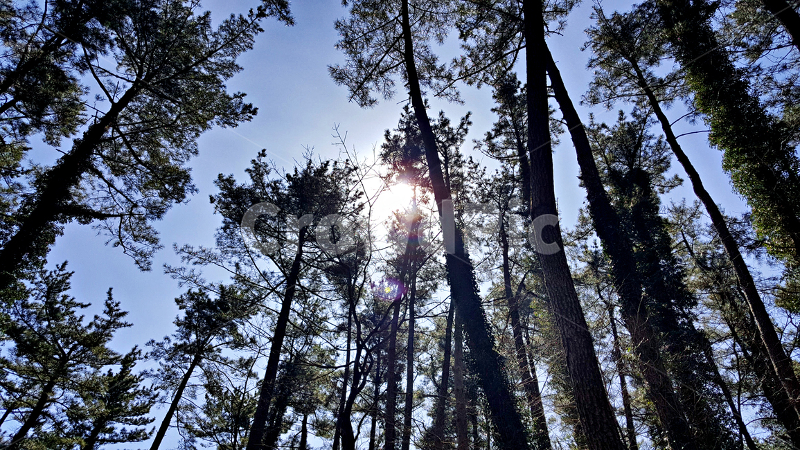 숲,역광,light,빛,flare,플레어,tree,나무,plant,식물,abies,아비,fir,전나무