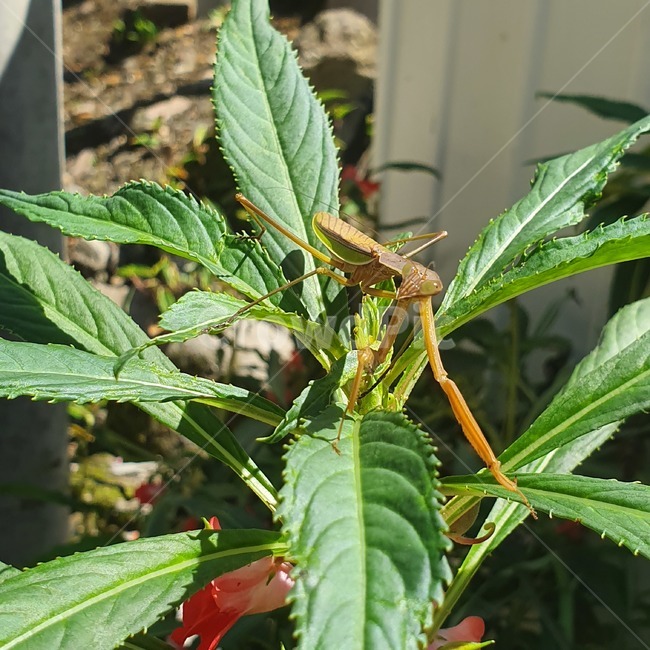사마귀,곤충,plant,식물,insect,animal,곤충,벌레,insect,bug