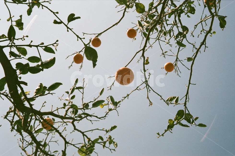 귤,귤나무,봄,올려다보기,싱그러움,음식,식재료,요리,food,cook,meal,dishes,food reserves,과일,열매,fruit