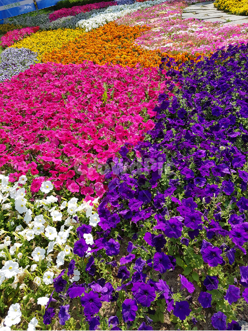 꽃밭,색감,봄,식물,꽃,flower