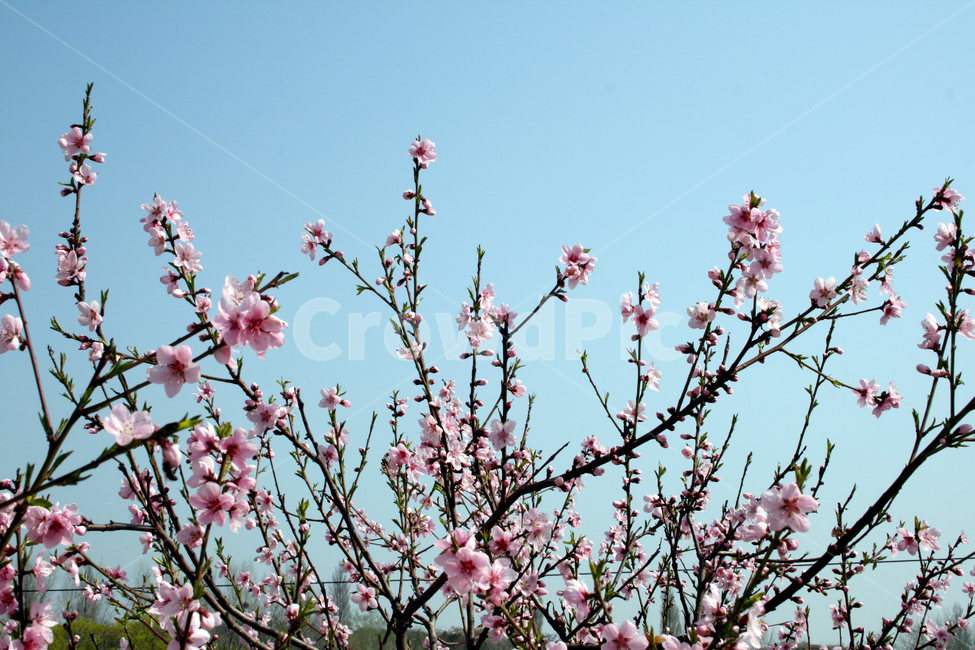벗꽃,벗나무,매화,봄,꽃,봄꽃,분홍색꽃,분홍꽃,꽃잎,cherryblossom,spring,flower,plant,sky,bluesky,꽃망울,꽃봉오리,꽃배경