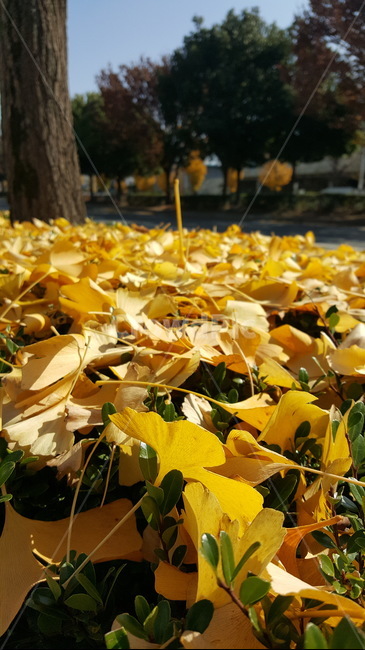 은행,tree,yellow,가을,낙엽,길