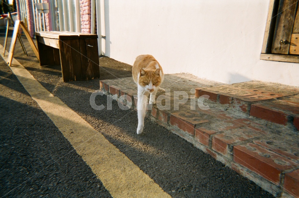 길고양이,고양이,해운대,청사포,cat,haeundae,cheongsapo,동물,animal,포유류,mammal,고양이,cat,kitten,kitty