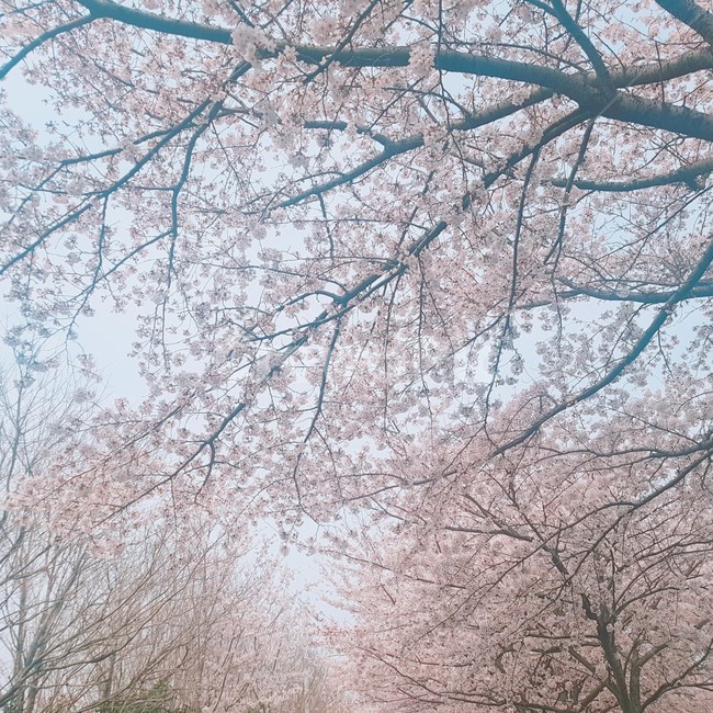 벚꽃,벚꽃나무,꽃,cherryblossm,cherryblossmtree,flower,봄,계절,spring,season,자연,풍경,nature,landscape,outdoors,옥외