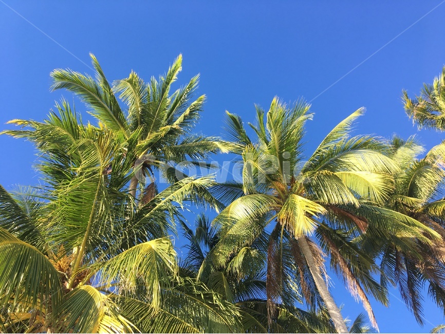 야자수,야자나무,코코넛,코코야자,나무,palmtree,식물,자연,plants,nature,나무,trees,wood