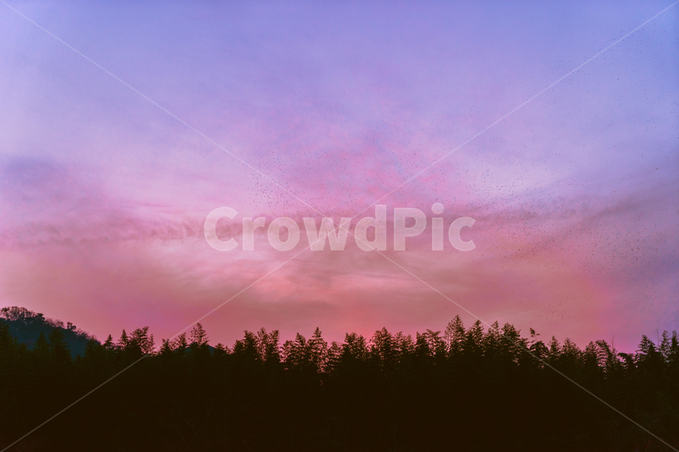 하늘,까마귀군무,대나무숲,해질녘,sky,sunset,pink,자연,풍경,nature,landscape,실루엣,그림자,silhouette,shadow,outdoors,옥외,tree,나무,plant,식물