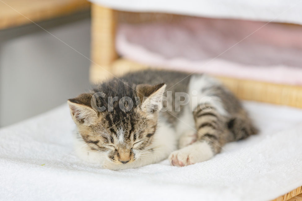 고양이,cat,아기고양이,새끼고양이,kitty,반려동물,동물,animal,포유류,mammal,고양이,cat,kitten,kitty