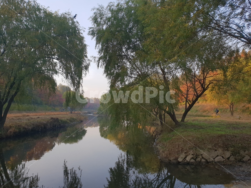 양재천,산책,자연,힐링,가을,가을,계절,fall,autumn,season,ditch,도랑