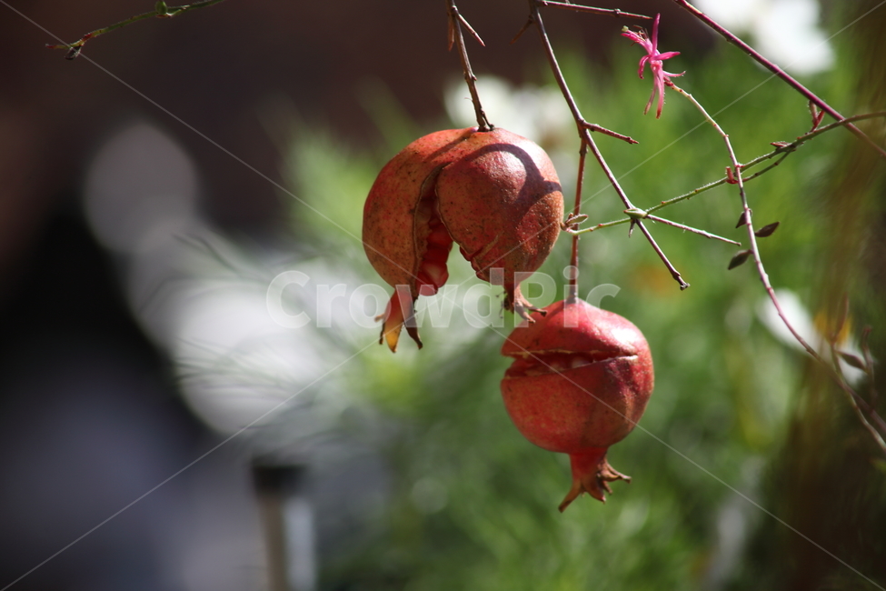 석류,열매,과일,식물,pomegranate,과일,열매,fruit