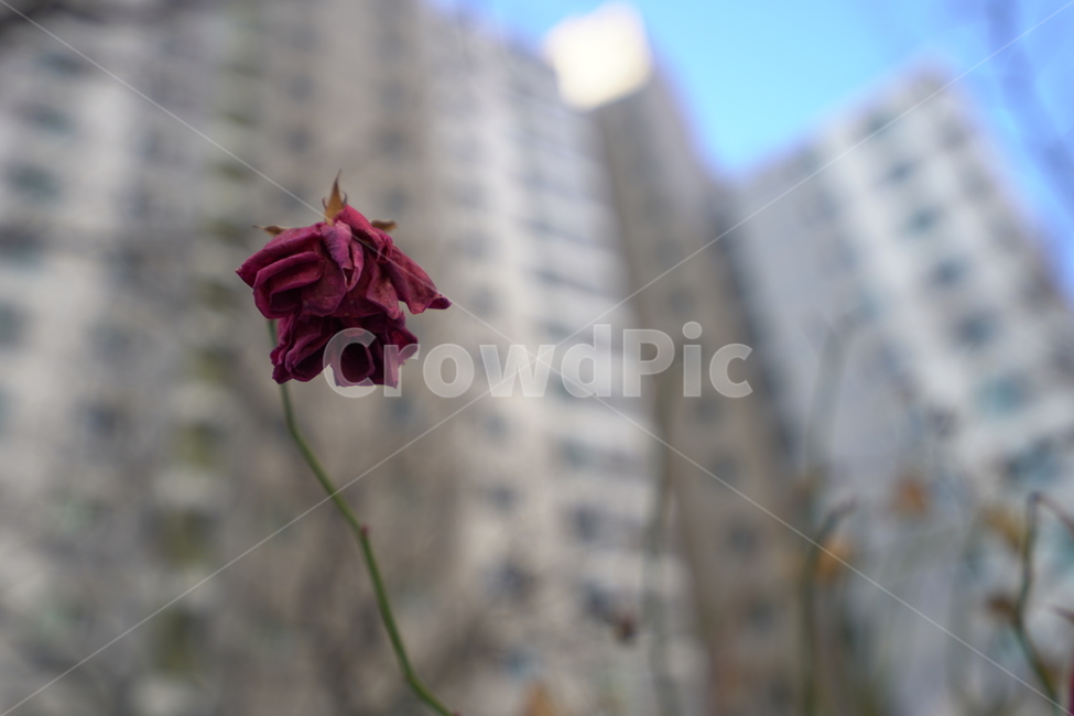 배경화면,시든꽃,장미,아파트,한송이,꽃,flower