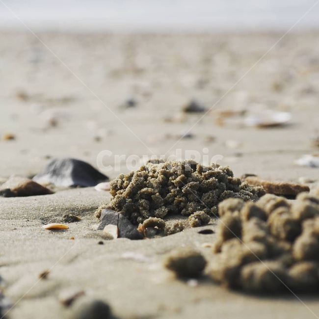 갯벌,꽃개똥,동글동글,돌,흙,해변,바다,beach,sea