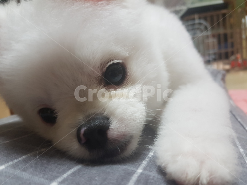강아지,포메라니안,동물,반려동물,개