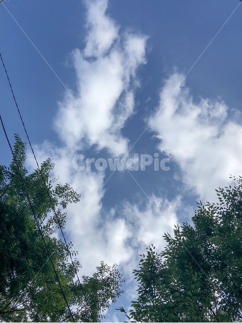하늘,나무,맑은날,구름,좋은날,자연,풍경,nature,landscape,tree,plant,식물,fir,전나무