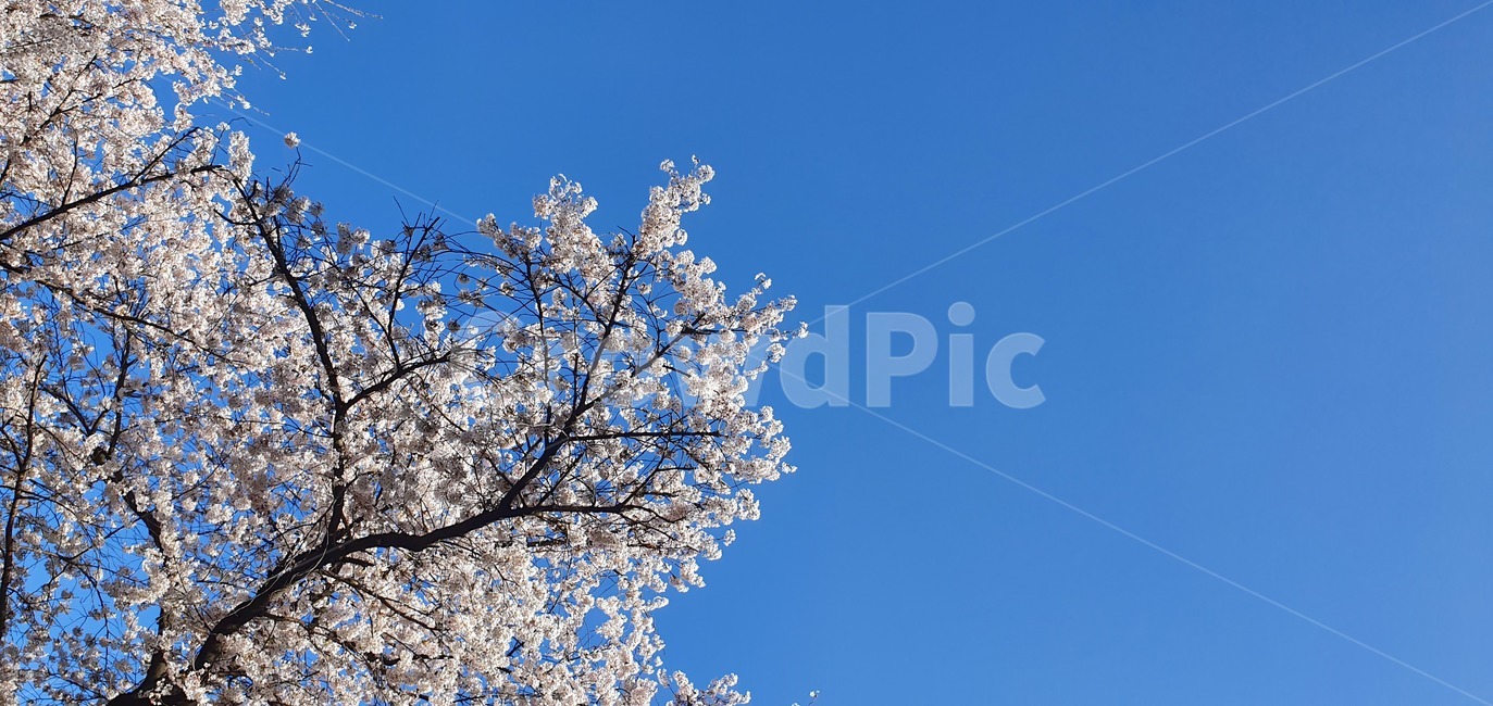 flower,꽃,봄,벚꽃축제,하늘