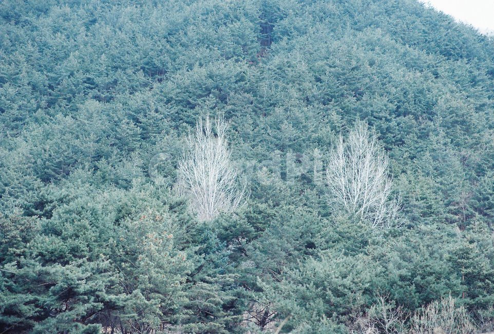 숲,나무,자연,forest,초록