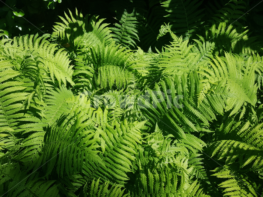 식물,초록,숲,자연,나무,나뭇잎,식물,자연,plants,nature
