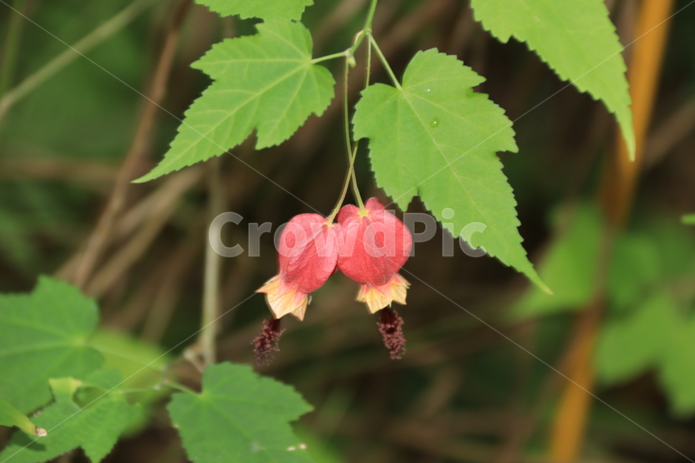 plant,식물,leaf,잎,꽃봉우리,빨간꽃,꽃,줄기,나뭇잎,식물,자연,plants,nature,꽃,flower