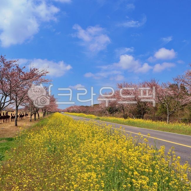 제주도,제주,유채꽃,벚꽃,유채꽃밭,유채벚꽃,꽃,꽃밭,벚꽃길,나들이,자연,하늘,구름,봄,plant,flower,cherryblossom,blossom,rapeblossom,natural,nature,korea,road,spring,jeju