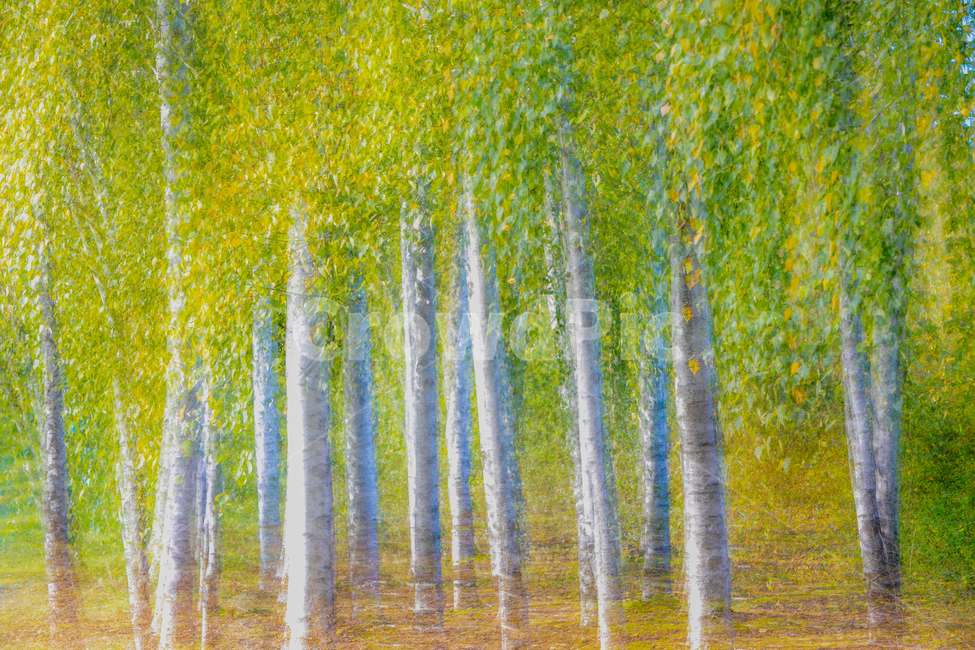자작나무,자작나무숲,숲,다중노출,가을,액자,tree,autumn,공원,park,산책,자연,풍경,nature,landscape,나무,trees,wood