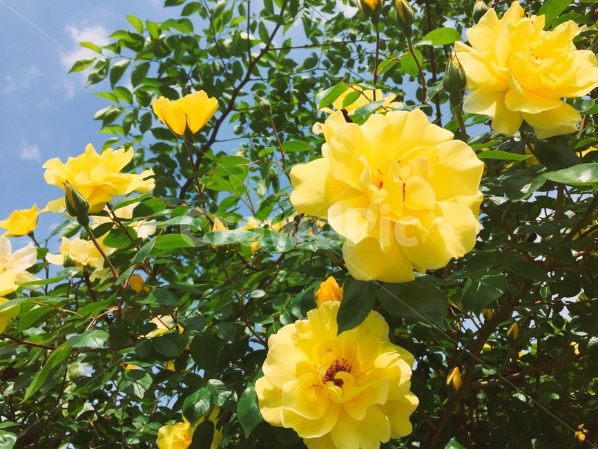 장미,노란장미,노랑,식물,꽃,flower,blossom,plant,rose,yellowrose,yellow,색감,color,식물,자연,plants,nature,꽃,flower
