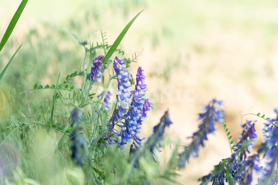 꽃,자연,감성,보라,남색,식물,식물,자연,plants,nature,꽃,flower