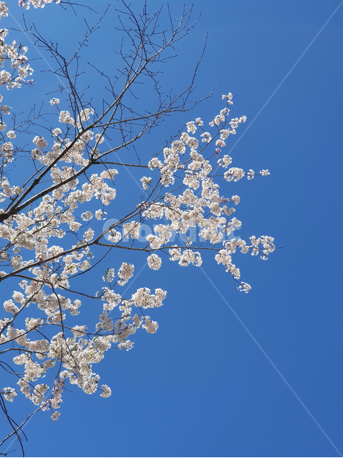 벚꽃,꽃,flower,식물,plant,나무