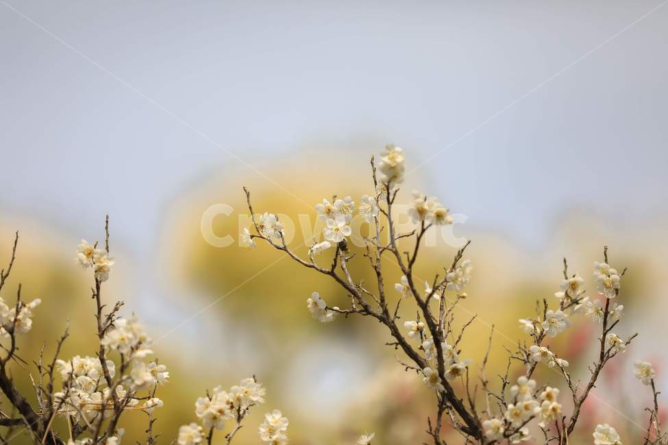 plant,식물,flower,blossom,spring,봄,twig,나뭇가지