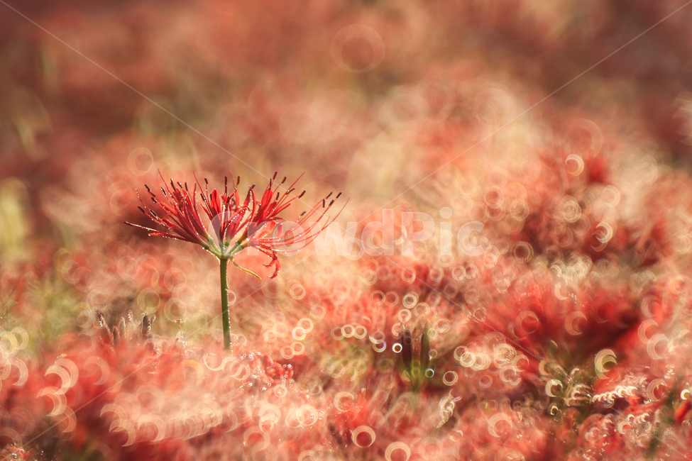 꽃무릇,보케,붉은,가을,몽환,식물,자연,plants,nature,꽃,flower,감성,sensible,feeling