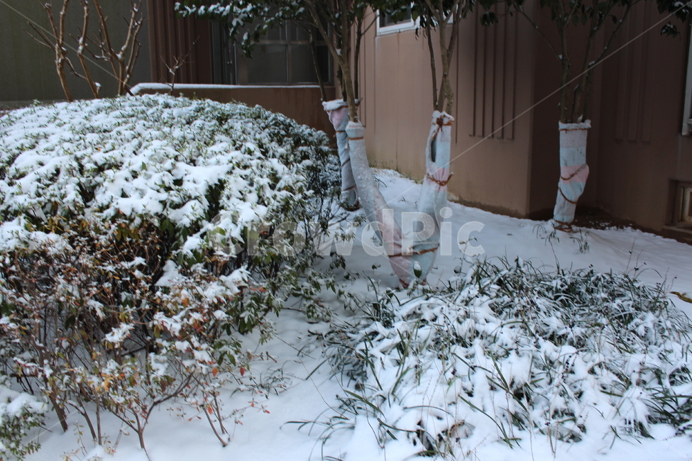 겨울,눈,snow,풍경,landscape,snowing,winter,겨울아침