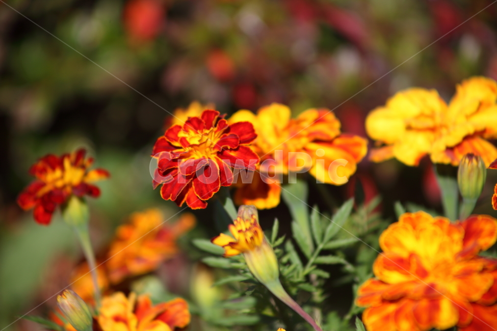 메리골드,꽃,식물,marigold,국화과,만수국,식물,자연,plants,nature,꽃,flower