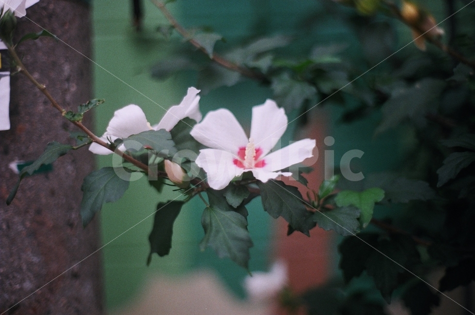 무궁화,꽃,자연,식물,풀,식물,자연,plants,nature,꽃,flower,감성,sensible,feeling