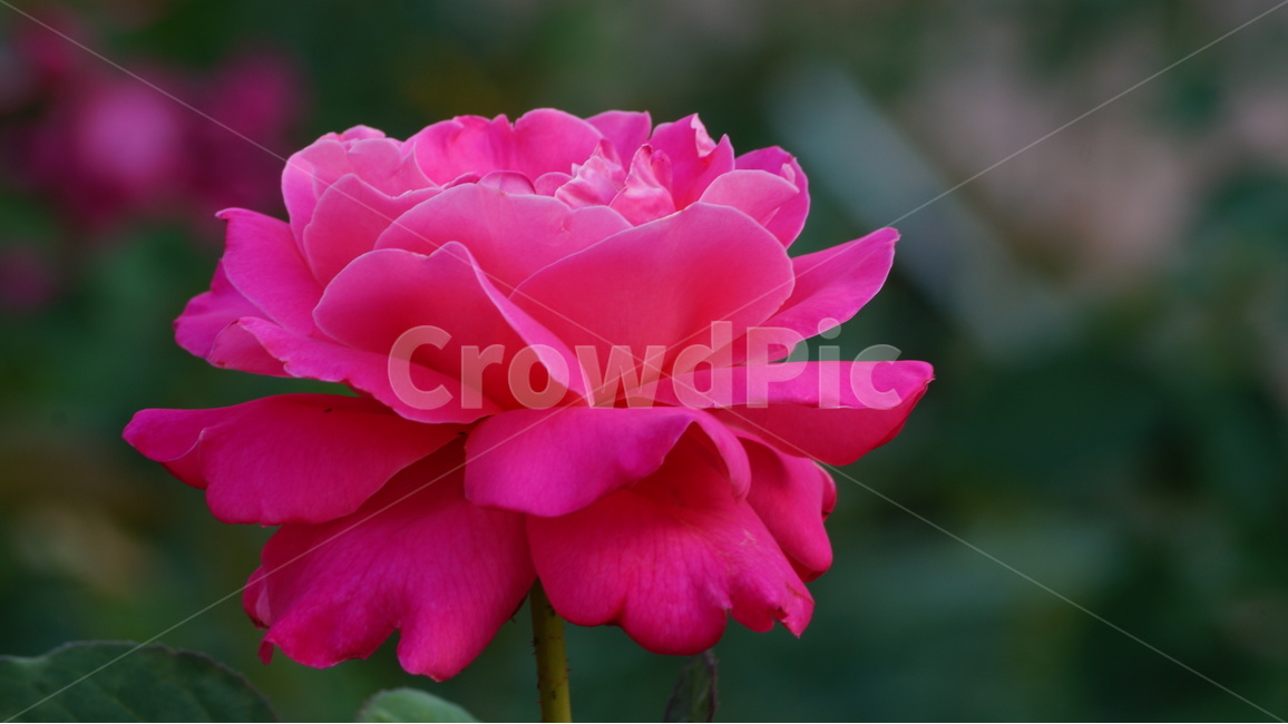 장미,꽃,꽃사진,식물,자연,식물,자연,plants,nature,꽃,flower