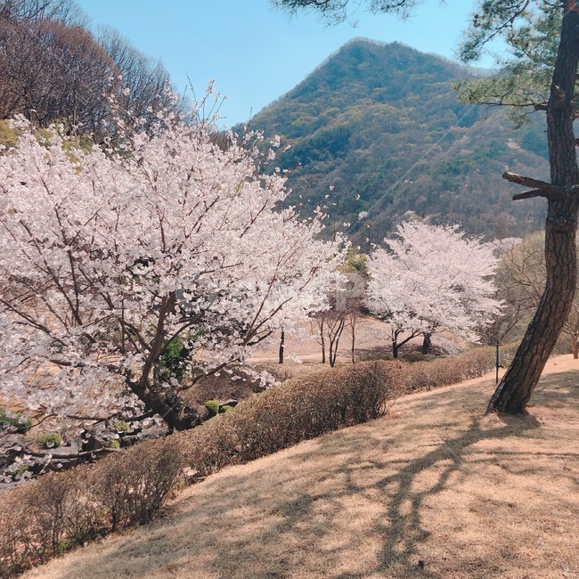 벚꽃,나무,하늘,봄,분홍