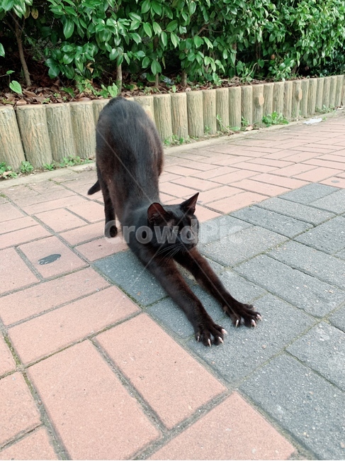고양이,동물,검은고양이,블랙캣,바닥
