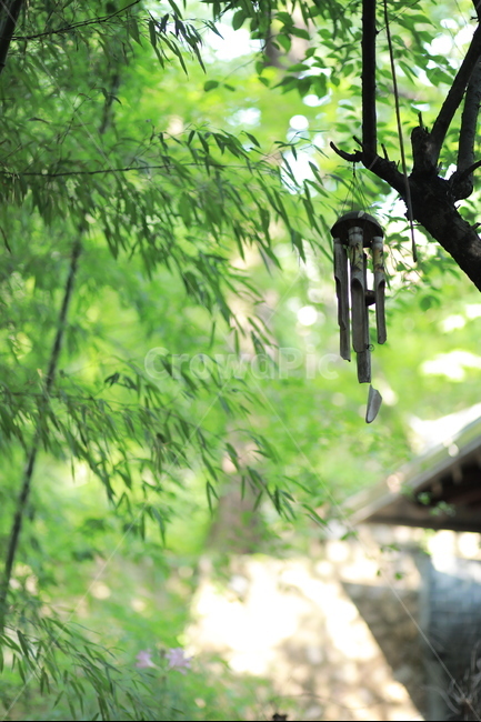 대나무,풍경,abamboo,green,사찰,절,사원,buddhisttemple,식물,자연,plants,nature,휴식,힐링,rest,relaxation,healing